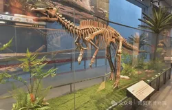 南阳市博物院展陈提档升级 国庆全新亮相